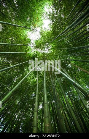 boschetto di bambù. Sfondo verde naturale. Vista sulla cima di alberi di bambù e sole Foto Stock