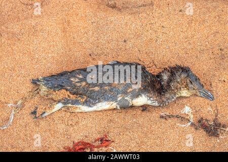 Vicino a un pinguino morto sulla spiaggia, Australia Occidentale. Foto Stock