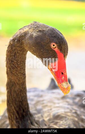 Ritratto di Black Swan, Cygnus atratatus, su sfondo verde sfocato natura. Scatto verticale. Fauna selvatica australiana. Foto Stock