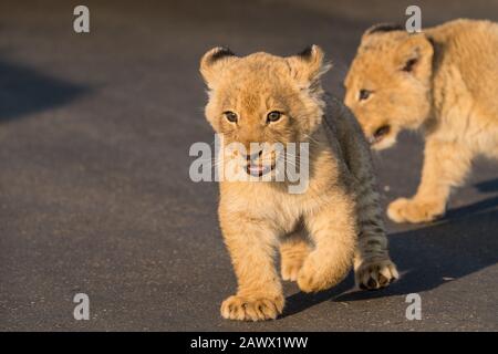 Due o un paio di adorabili cuccioli di leone carino a closeup sulla strada al Kruger National Park, Sud Africa al mattino presto luce soffusa Foto Stock