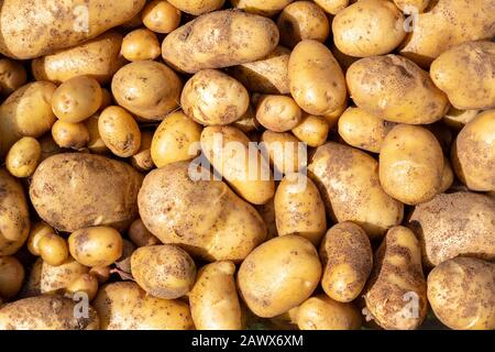 Patate appena raccolte viste dall'alto - Solanum tuberosum. Foto Stock