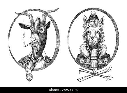 Personaggio animale. Fumante studente di capra e alpaca o Llama o sciatore Guanaco. Ritratto disegnato a mano. Vecchio schizzo monocromatico inciso per la scheda, l'etichetta o. Illustrazione Vettoriale