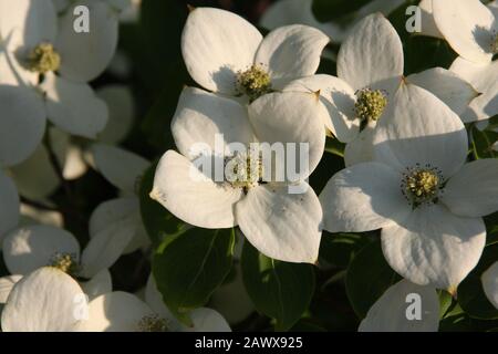 Il bianco Cornus Kousa Asian Dogwood fiorisce alla luce del mattino. Primo piano, sfondo primaverile Foto Stock