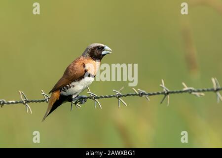 Manichino marroni (Lonchura castaneotorax) maschio adulto arroccato su una recinzione di filo spinato, Daintree, Queensland, Australia Foto Stock