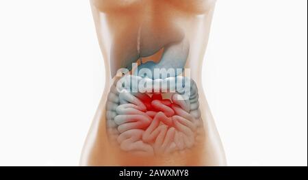 Anatomia del sistema digestivo umano, illustrazione del rendering 3D Foto Stock
