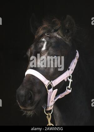 Un colpo di testa di un gallese Cob foal contro uno sfondo nero. Foto Stock