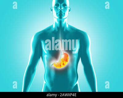 Anatomia del sistema digestivo umano, illustrazione del rendering 3D Foto Stock