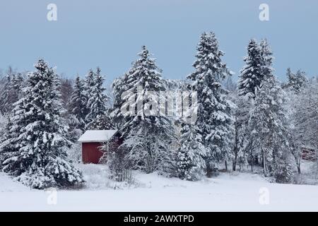 Piccolo cottage rosso nascosto tra alti alberi di abete rosso nella neve Foto Stock