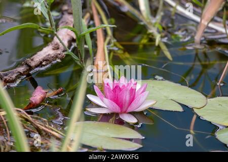 Giglio di acqua Foto Stock