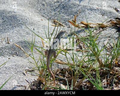 A Anole marrone (Anolis Sagrei) Foto Stock