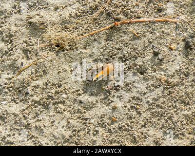 Un piccolo Fiddler Crab (Uca sp.) Foto Stock