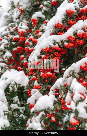 Red bacca o cespugli coperti di neve, stagione invernale e concetto di gelo Foto Stock