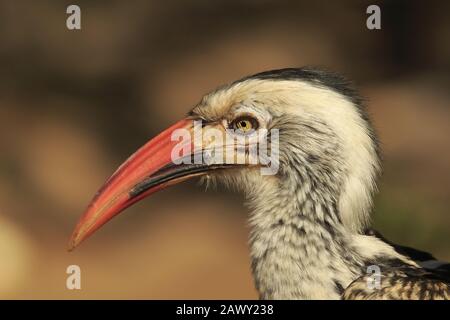 Hornbill con fattura rossa nel parco Nazionale kruger Foto Stock