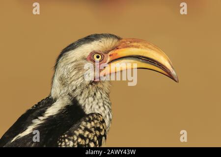 Hornbill giallo orientale fatturato Foto Stock