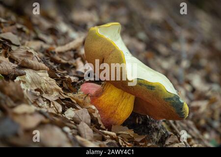Il fungo velenoso Rubroboletus satanas cresce nelle foreste dell'Europa centrale. Foto Stock