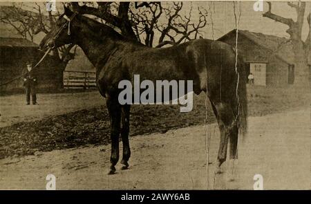 Allevatore e sportivo. SAN FRANCISCO, SABATO 18 DICEMBRE 1897.. ST. Carlo, il miglior figlio di imp. San Biagio. Vincitore del Great American e Foam Stakes, 1889, e fratello di Ruinart, Joan, Zamar II, St. Calatine e altri grandi artisti. OPPORTUNITÀ PER CAVALIERI. A Secure Sons and Figlie della Grande Santa Carlo Dalle migliori Mares D'America - una descrizione Di Quelle Da Offrire il prossimo Lunedì notte. Ci sono molte aziende Agricole A Blocchi id California su cui sono stati allevati cavalli fa-mous, bat l'ultimo e quello che l'attenzione di tutti i cavalieri è chiamato tbeMenlo Stock fa Foto Stock