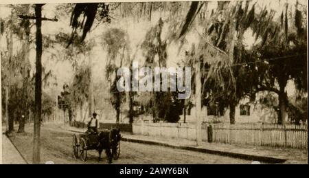 Viaggi invernali nel sud; impressioni di penna e macchina fotografica di uomini, maniere, donne e cose tutto il senso dal Golfo blu e New Orleans attraverso le palme alla moda Florida ai pini della Virginia. ALCUNI DEI RUIXS DI VECCHIA DORCHESTER. Un SUMMEKVILLE AUTOSTRADA A SUMMERVILLE piuttosto piatto, ma l'abbondanza di vegetazione pre-sfiata il corso da essere monotono o unin-teresting. Ho già detto che non c'era alcun appartamento nella posa di Summerville. Vorrei aggiungere a questa dichiarazione dicendo che Summervilleis il luogo più rampante, più inordinato che abbia mai visto o mai sperato di se Foto Stock