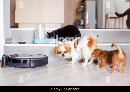 Cani e gatti che giocano insieme a casa mentre l'aspirapolvere robot pulisce la stanza Foto Stock