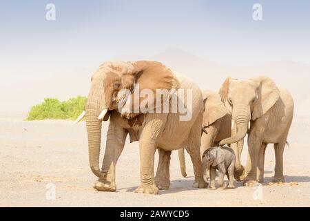 Elefante africano (Loxodonta africana), vitello elefante adattato nel deserto, camminare con madre e zia nel deserto, deserto di Hoanib, Kaokoland, Namibia. Foto Stock