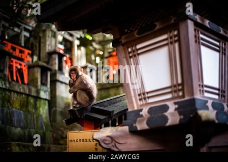 Macaque giapponese Foto Stock