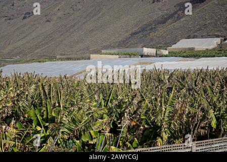 Piante Di Banana Sull'Isola Di La Palma, Le Canarie, Spagna. Foto Stock
