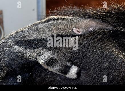 Zlin, Repubblica Ceca. 07th Feb, 2020. Un gigantesco anteater (Myrmechophaga tridactyla) maschio cucciolo è visibile nello Zoo di Zlin, Repubblica Ceca, il 7 febbraio 2020. Credito: Dalibor Gluck/Ctk Foto/Alamy Live News Foto Stock