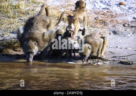 Un gruppo di babbuini di acqua potabile del fiume Chobe, Botswana Foto Stock