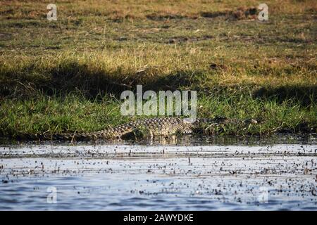 Un grande coccodrillo sulla riva del fiume Chobe, Botswana Foto Stock