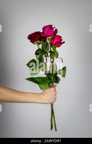 Rose tenuto in mano isolato su sfondo bianco Foto Stock