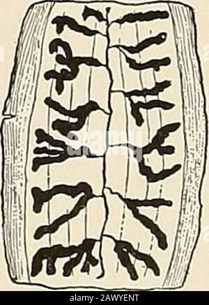 Le malattie endemiche degli stati meridionali . Fig. 98.-Scolex di tenia solium, ampliato. Alcune specie di scimmie, orsi, il cane, ratto, pecora, gatto e cervo. Il modo di infezione nell'uomo sta mangiando il maiale infestato con le thelarvae del tapeworm di maiale. Foto Stock