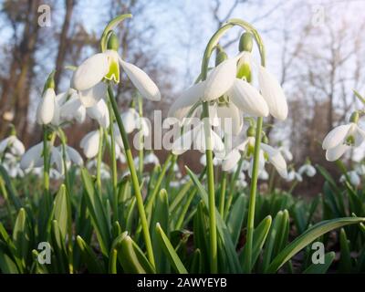 Innevate primaverili in fiore in una foresta soleggiata Foto Stock