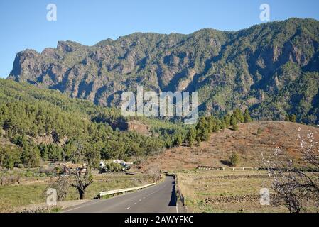 Pinete e rocce della Caldera de Taburiente, Isola di la Palma, Spagna. Caldera vulcanica ora coperta in verdi foreste di pini. Foto Stock