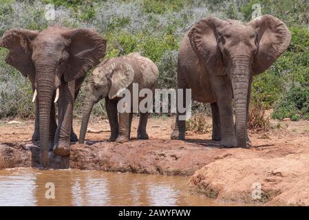 Elefanti africani al buco di annaffiamento nel Parco Nazionale Addo Elephant, Capo Orientale, Sud Africa Foto Stock