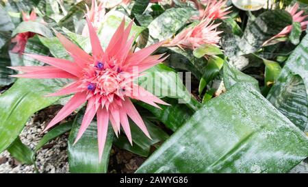 Bel fiore tropicale rosa di acmea aechmea fasciata crescere in un aiuola con ghiaia in un esotico giardino botanico con paesaggio. Foto Stock