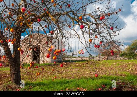 Frutta di Persimmon su un albero. Frutta esotica nel giardino Foto Stock