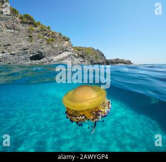 Mare Mediterraneo, costa rocciosa con pesce gelatinoso fritto sott'acqua, vista su e sotto la superficie dell'acqua, Spagna, Costa Brava, Catalogna Foto Stock