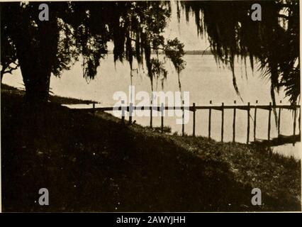 Viaggi invernali nel sud; impressioni di penna e fotocamera di uomini, maniere, donne e cose tutto il senso dal Golfo blu e New Orleans attraverso le palme alla moda Florida ai pini della Virginia. Bue IL liEACH A URMOND. Un TYPICAI, HALIPAX RIVER VIEW ORMOND E ROTONDA case adiacenti a questo resort sembrano essere stati costruiti con una grande idea di permanenza e comfort tutto l'anno. Si tratta di strutture sostanzialmente costruttori con giardini intorno a loro, in oasi con grandi piantagioni di alberi fruttiferi. La vita notturna all'Hotel Ormond è un'opera maderica che si distingue per il fatto Foto Stock