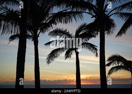 Palme in silhouette, contro un tramonto cielo e orizzonte mare. Foto Stock