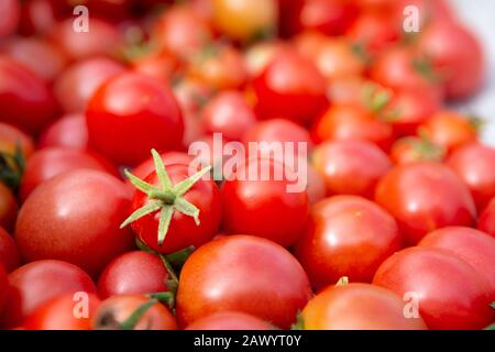 Molti pomodori ciliegini rossi appena raccolti - Solanum lycopersicum nel sole estivo. Foto Stock