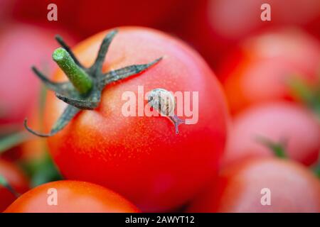 Particolare di pomodori ciliegini rossi organici - Solanum lycopersicum - con una piccola lumaca su di esso. Foto Stock