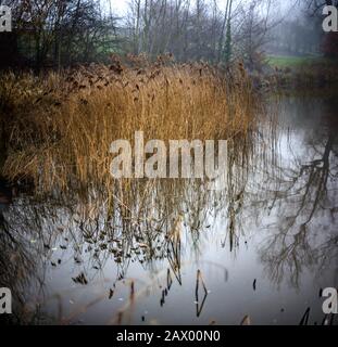 Canne autunnali riflesse in uno stagno su Hampstead Heath, Londra, Regno Unito Foto Stock