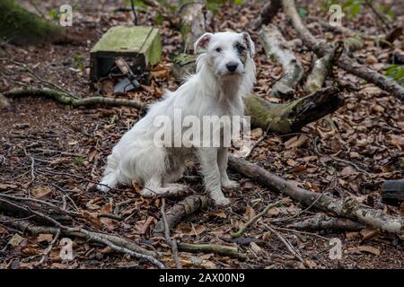 Colpo di closeup di un cane da pistola terrier seduto sul terreno in Oxfordshire, Regno Unito Foto Stock