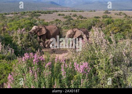 Le mamme e i vitelli elefante pascolano sulla vegetazione lussureggiante nel Parco Nazionale Addo Elephant, Capo Orientale, Sud Africa Foto Stock