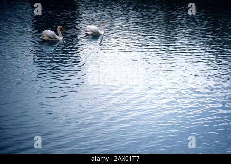 coppia di cigni bianchi muti in un lago Foto Stock