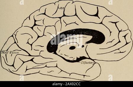 Malattie nervose e mentali . Fig. 67. - aree funzionali della corteccia cerebrale del lato sinistro (dopo Campbell). L'indagine più recente sulla localizzazione corticale in antropoidsby Sherrington e Griinbaum, e gli studi istologici di A. W.Campbell,1 indicano che la vera regione motoria della corteccia è molto meno estesa di quanto si pensasse in precedenza. I gruppi funzionali dei muscoli scheletrici sono rappresentati nella convolu-zione frontale precentrale o ascendente dall'estremità inferiore della fessura di Rolandos fino alla linea mediana del cervello, e in misura lieve sulla superficie mesiale dell'emispher Foto Stock