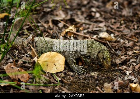 Giallo maculato acqua asiatica monitor lizard scavando per cibo Foto Stock