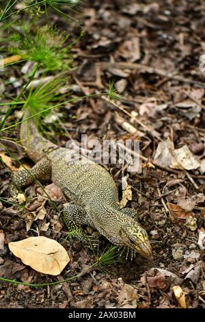 Giallo maculato acqua asiatica monitor lizard scavando per cibo Foto Stock