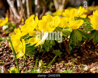 Fiori d'aconite invernale nel mese di febbraio Foto Stock