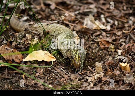 Giallo maculato acqua asiatica monitor lizard scavando per cibo Foto Stock