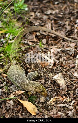 Giallo maculato acqua asiatica monitor lizard scavando per cibo Foto Stock